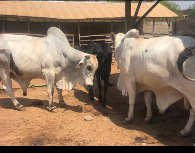 Hardship: Thieves Invade Church, Steal 2 Cows In Oyo | Daily Report Nigeria