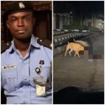 UPDATE: Police Confirm Death Of Security Guard Mauled By Dogs | Daily Report Nigeria