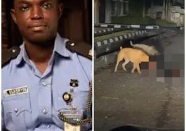 UPDATE: Police Confirm Death Of Security Guard Mauled By Dogs | Daily Report Nigeria