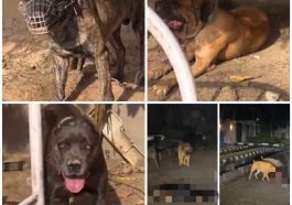 JUST IN: Police Arrest Owner, Seize Dogs Who Mauled Security Guard | Daily Report Nigeria