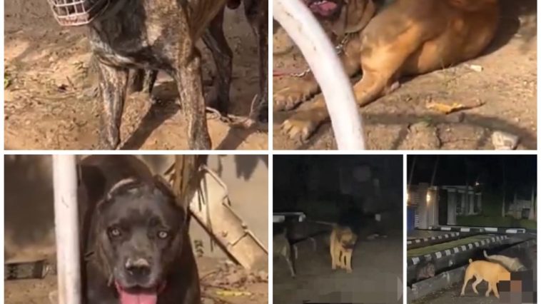 JUST IN: Police Arrest Owner, Seize Dogs Who Mauled Security Guard | Daily Report Nigeria