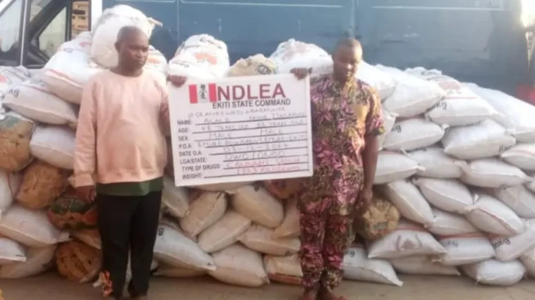 Amotekun Arrests Two Indian Hemp Dealers In Ondo | Daily Report Nigeria