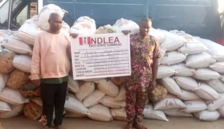 Amotekun Arrests Two Indian Hemp Dealers In Ondo | Daily Report Nigeria