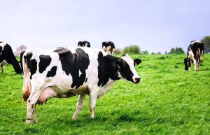 Man Kicked To Death 'While Trying To R@pe Cow'