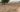 Farmer In Tears, As Herdsmen Destroy Cassava Farm | Daily Report Nigeria