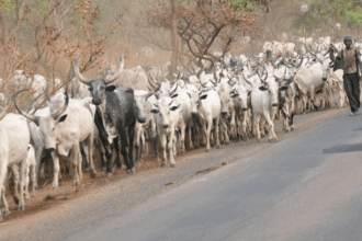 Herdsmen