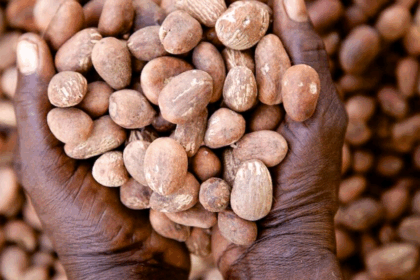 Shea Nut