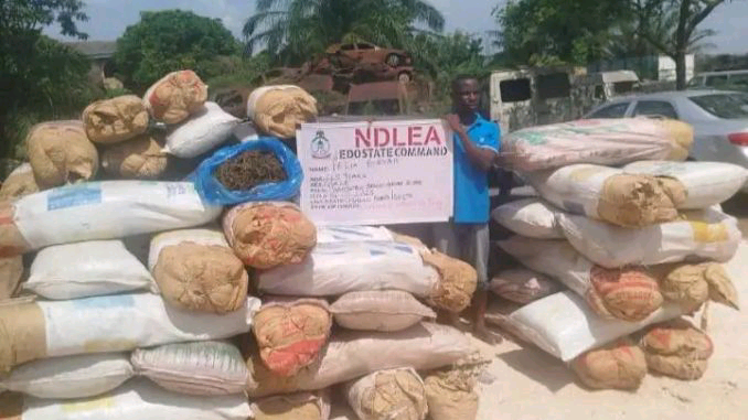 NDLEA Arrests Alleged Drug Baron ‘Chisco Bee’, Seizes 1.7 Tonnes of Cannabis in Lagos