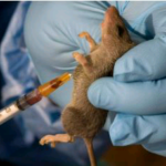 lassa fever