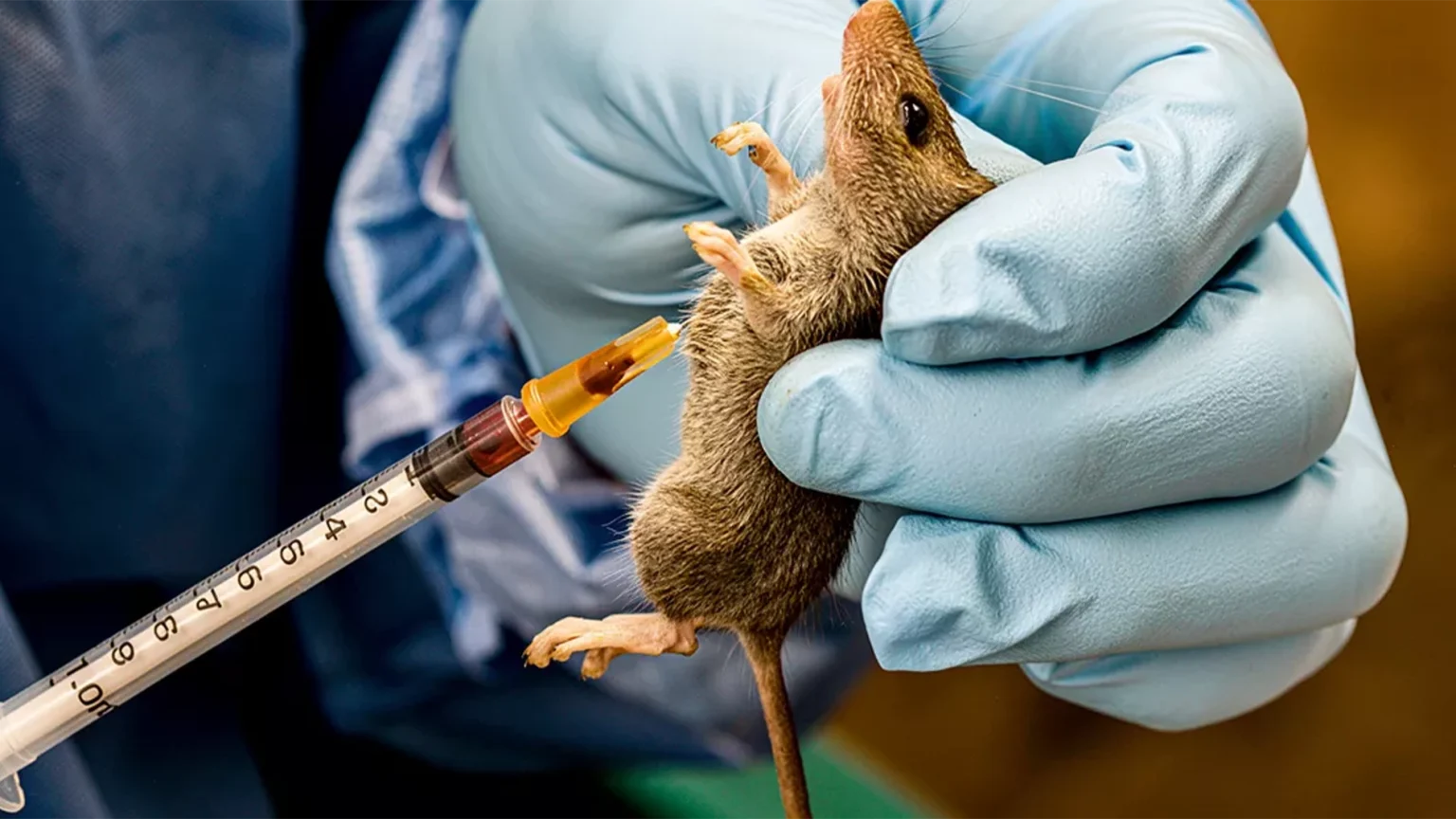 Lassa Fever Outbreak in Kano Claims One Medical Worker, Two Others Infected